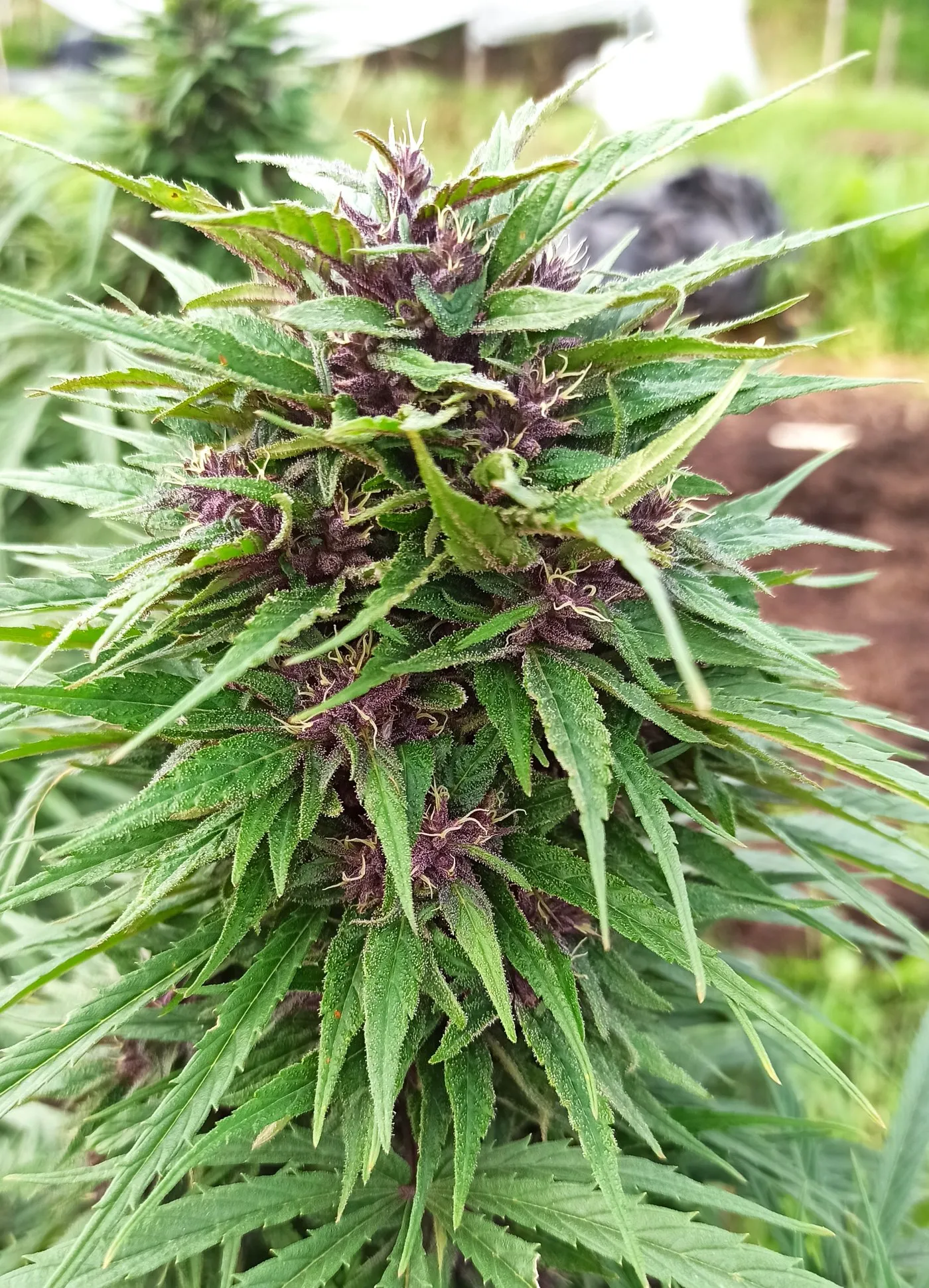 Planta de cannabis medicinal en floración en el cultivo de Colombian Cannabis Center